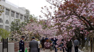 造幣局の桜